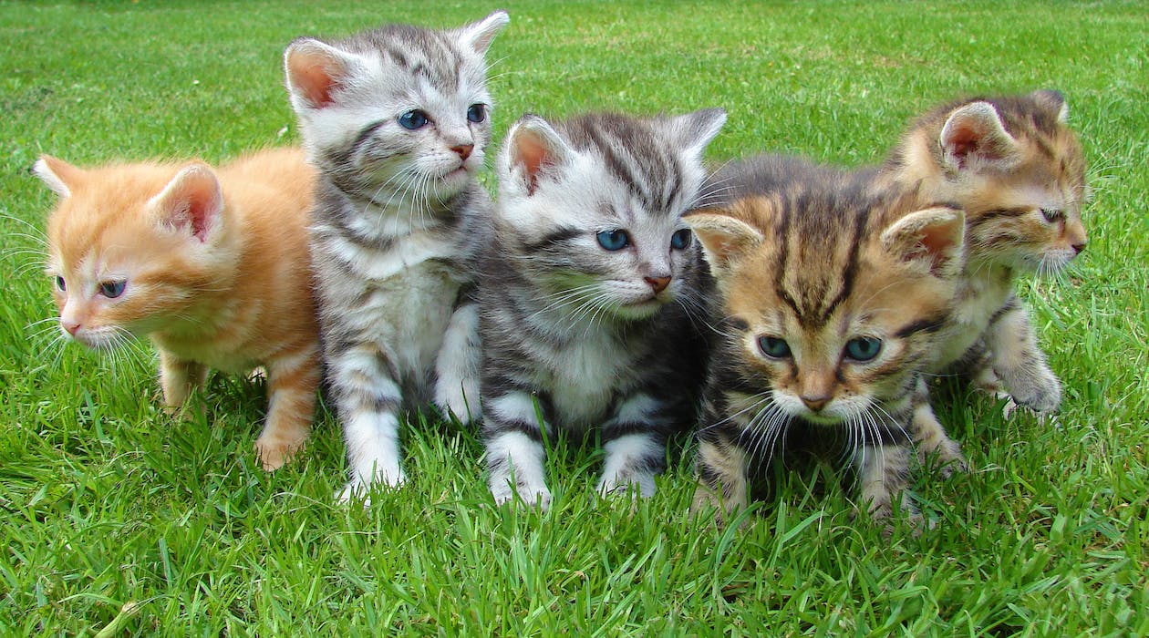 animal-supply-co-and-celerant-integration